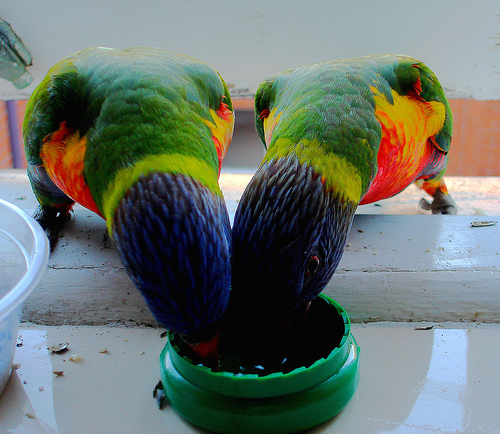 parrotsharing